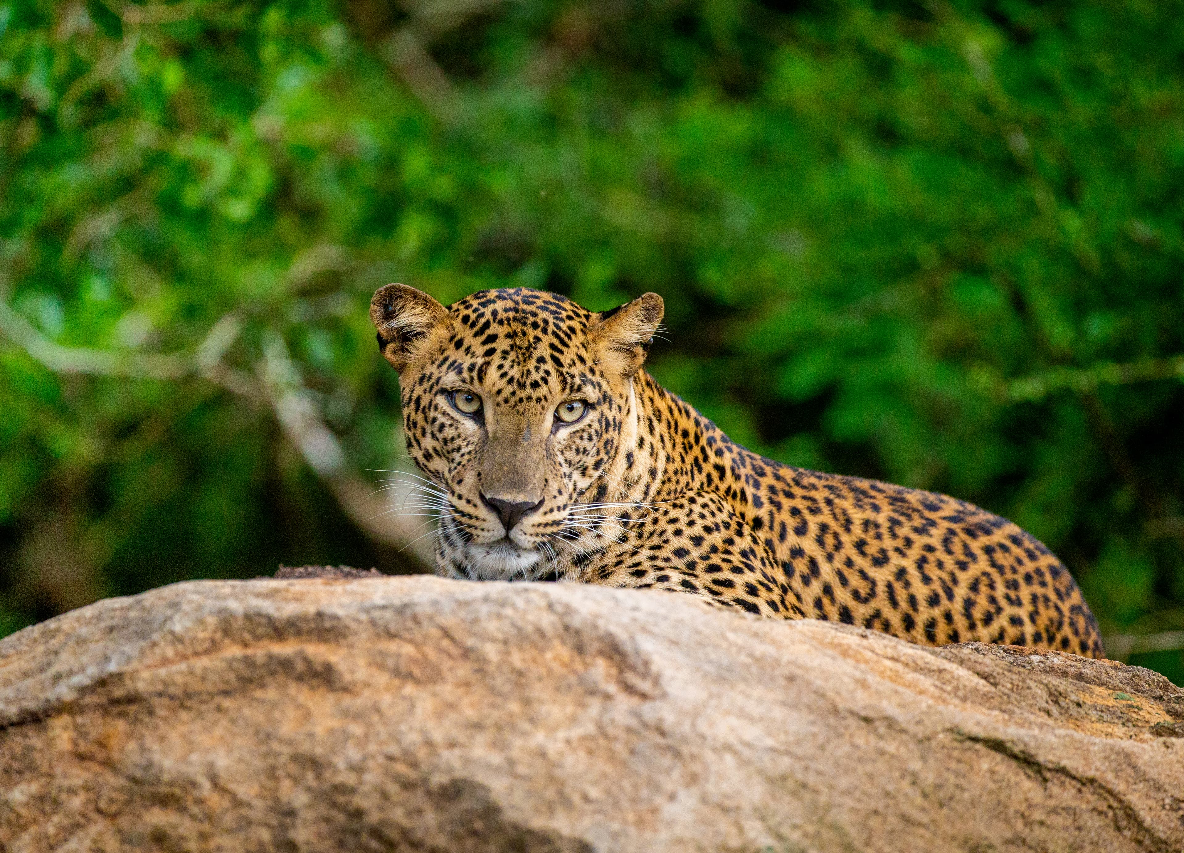 Leopard resting on a rock in Yala National Park, Sri Lanka — world's highest leopard density
