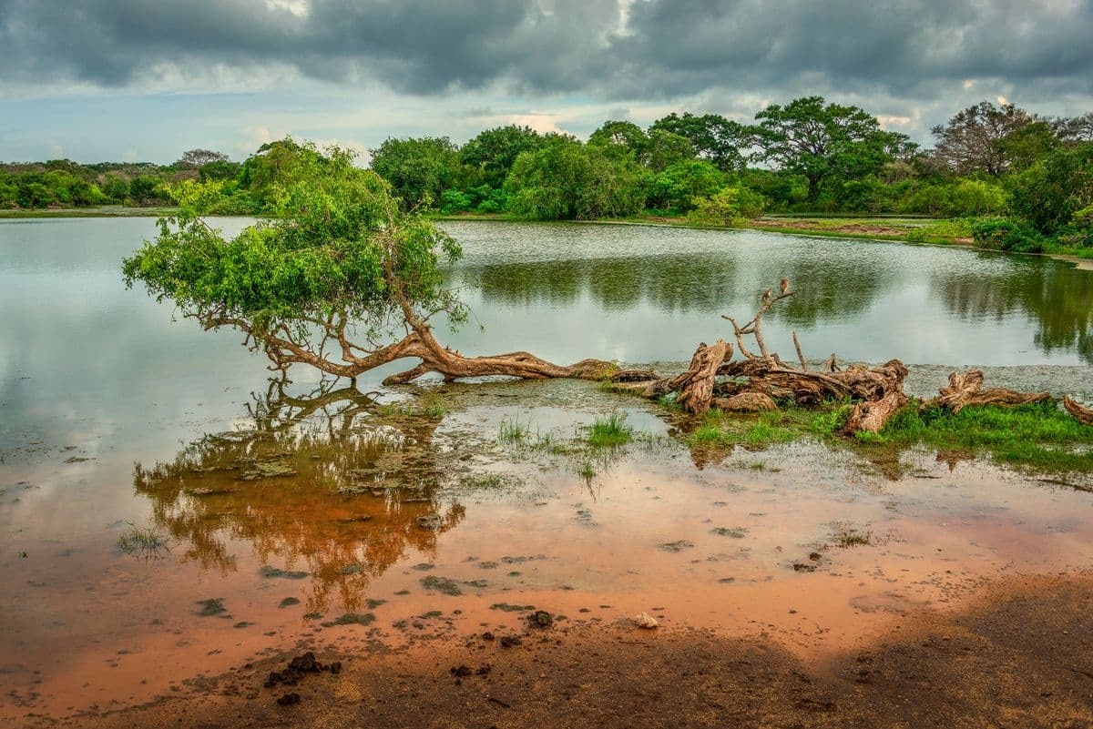 Scenic lake in Yala National Park Sri Lanka